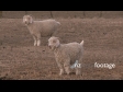 Two Goats 732